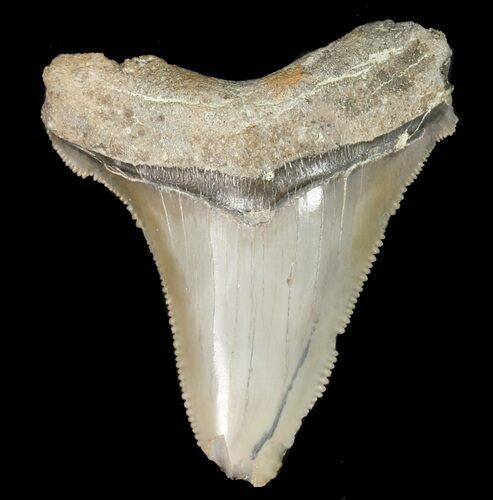 Serrated, Angustidens Tooth - Megalodon Ancestor #46832